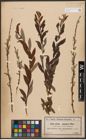 Foto von Salix aurita L. x Salix purpurea L.